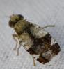Tephritis formosa
